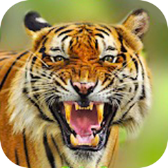 老虎生存模拟器苹果版