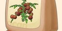 摩尔庄园手游黑色番茄种子怎么获得 黑色番茄种子获得方法