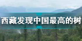 西藏发现中国最高树 西藏发现中国大陆已知最高的树